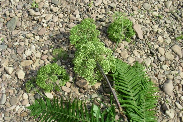 A green branch on a rocky ground