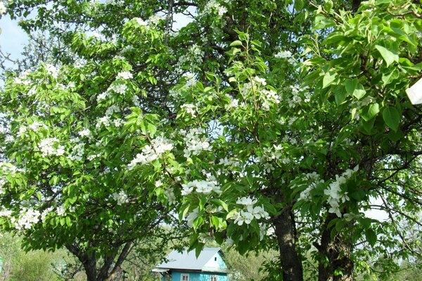 Printemps fleurs arbre floraison