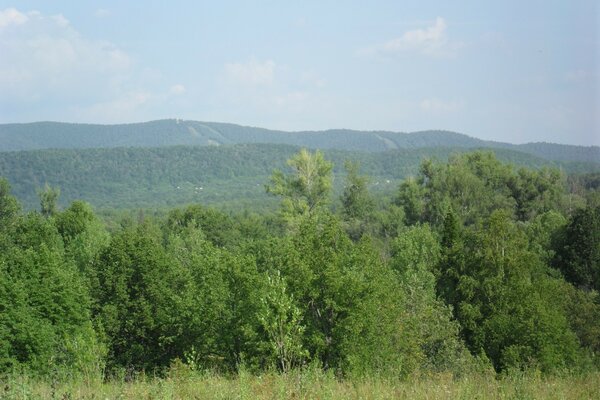 Nature in the villages on a summer day