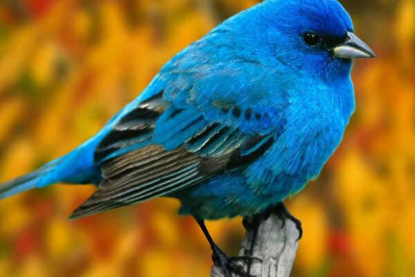 Pequeño pájaro azul sentado en una rama