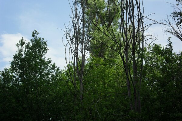 Distese native. Foreste e cielo