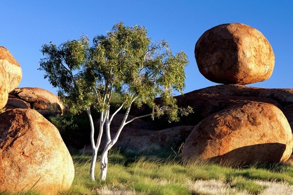 Un árbol que tiene cantos rodados uno encima del otro