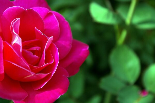 Rosa com canto branco na borda das pétalas