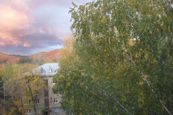 View from the window of a high-rise building with a tree