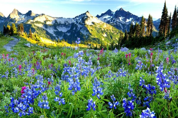 Champ de lupins dans le paysage de montagne