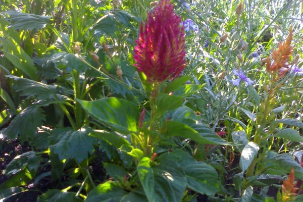 Flor roja en el fondo de los atascos