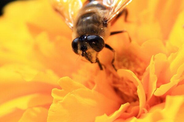 Macro photography of a yellow flower with a bee