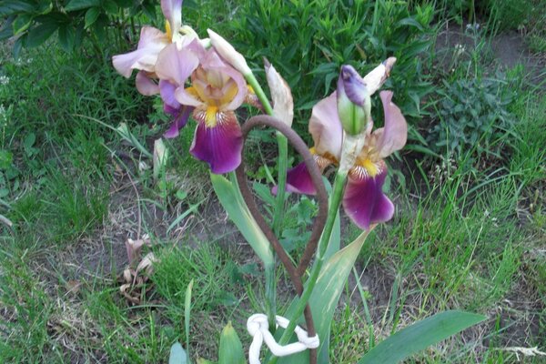 Tagsüber Blumen im Garten