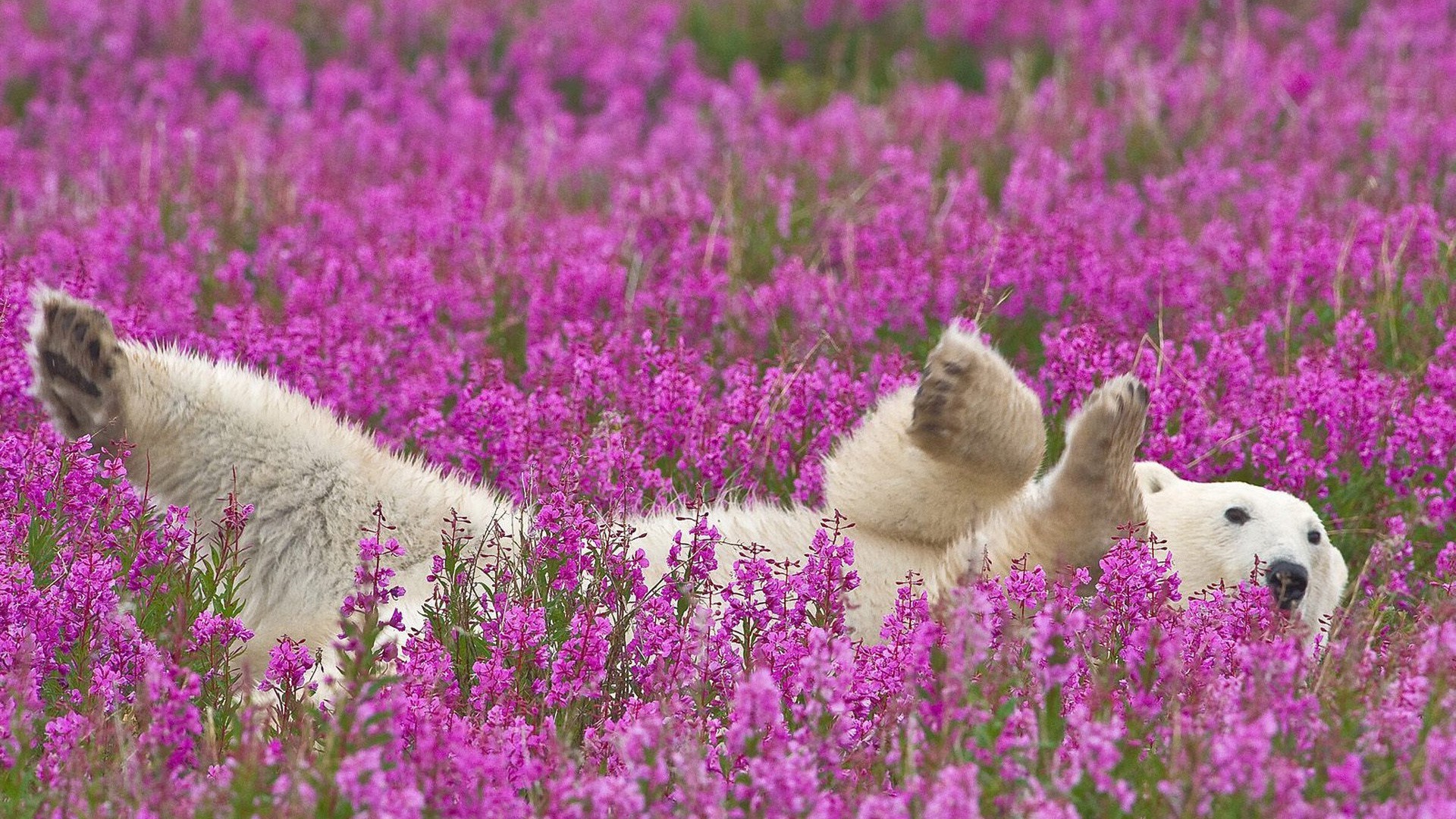 ours fleur nature à l extérieur foin champ herbe bluming violet flore été pâturage