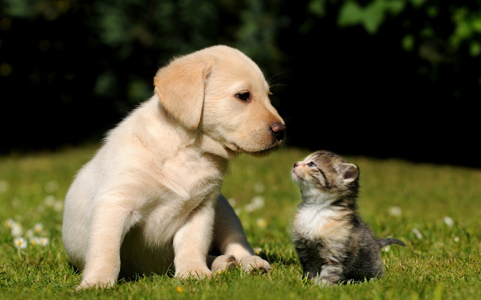 animais cão fofa mamífero animal de estimação grama filhote de cachorro cinegrafista animal pequeno retriever raça bebê pedigree adorável puro-sangue doméstico jovem retrato visualização