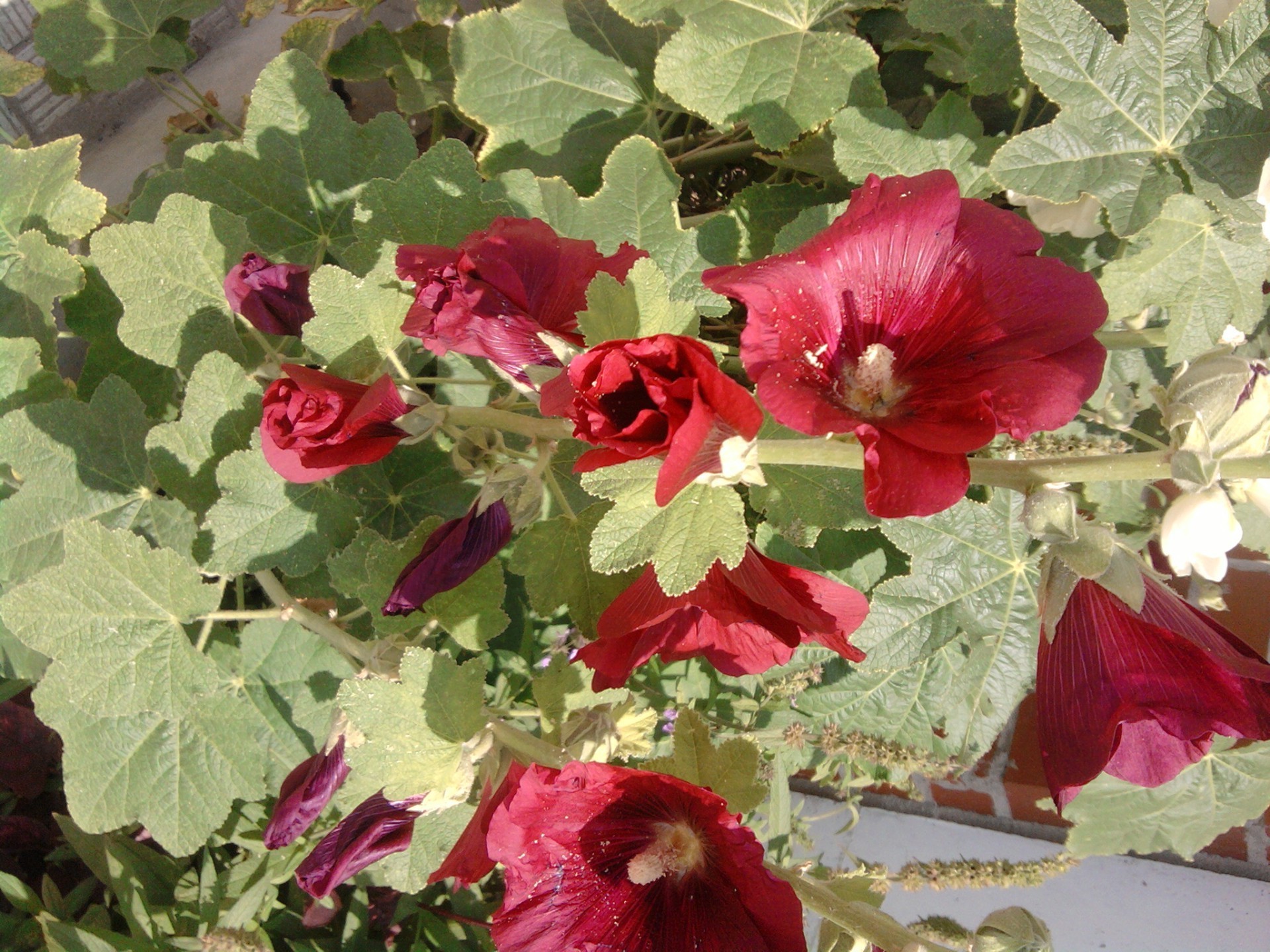 flowers flower flora nature leaf summer garden blooming floral petal color outdoors decoration rose field