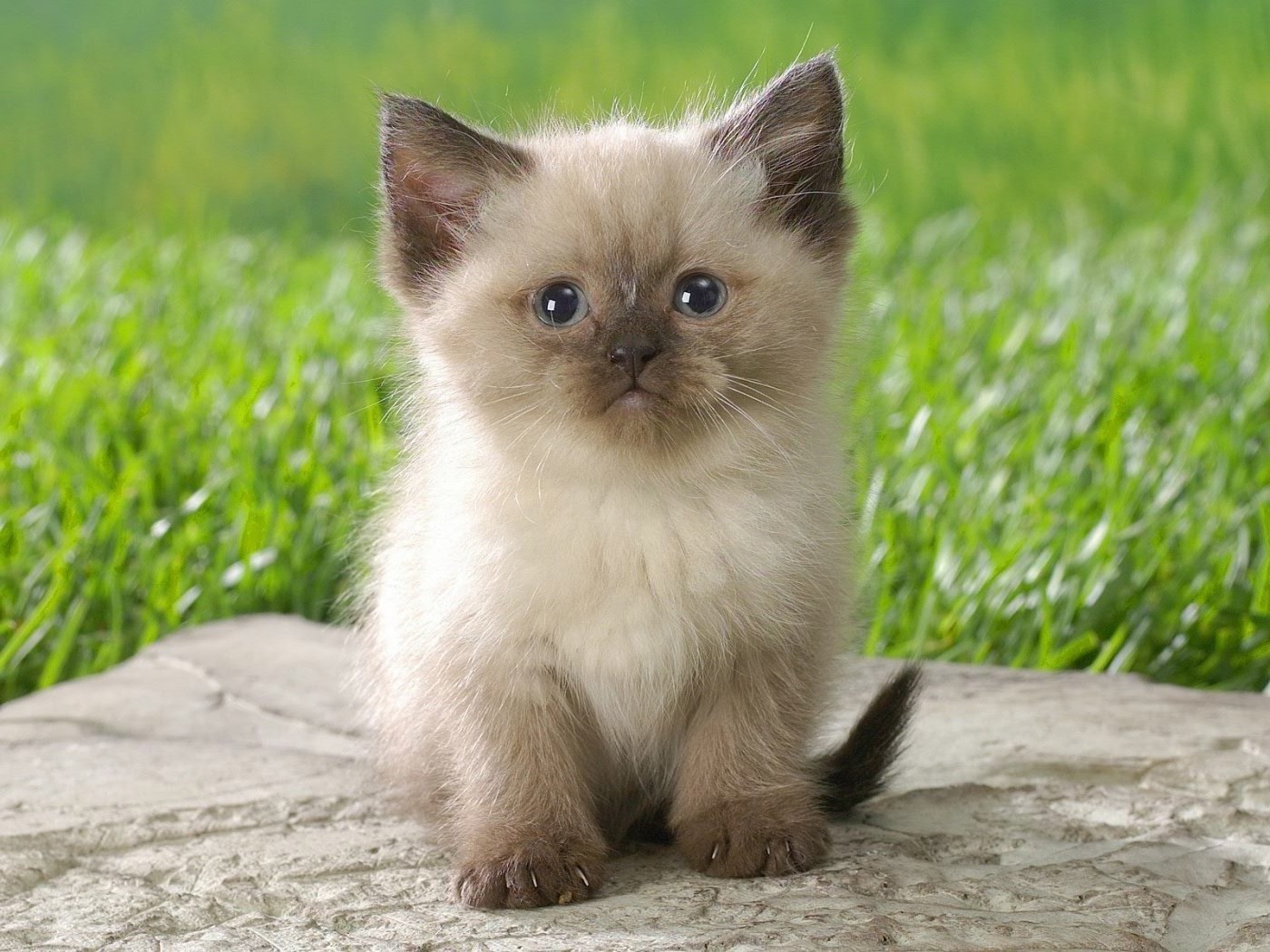 gatti carino mammifero gatto animale piccolo pelliccia animale domestico occhio ritratto sedersi vista giovane natura