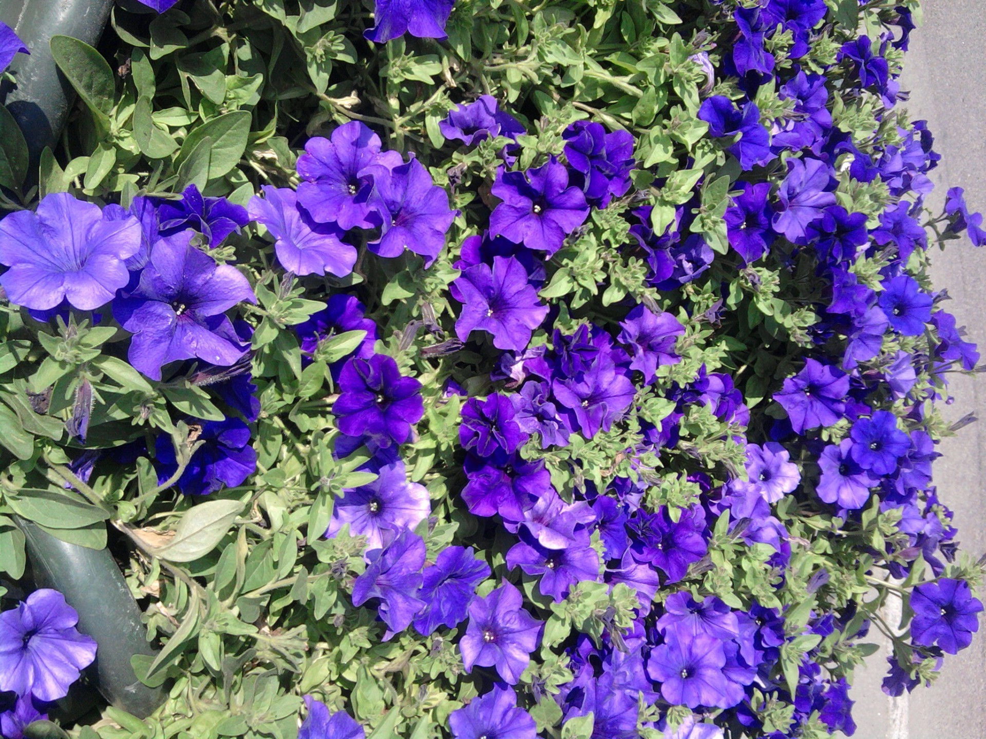 fleurs fleur jardin flore floral été feuille bluming nature croissance pétale violet à l extérieur vivace botanique