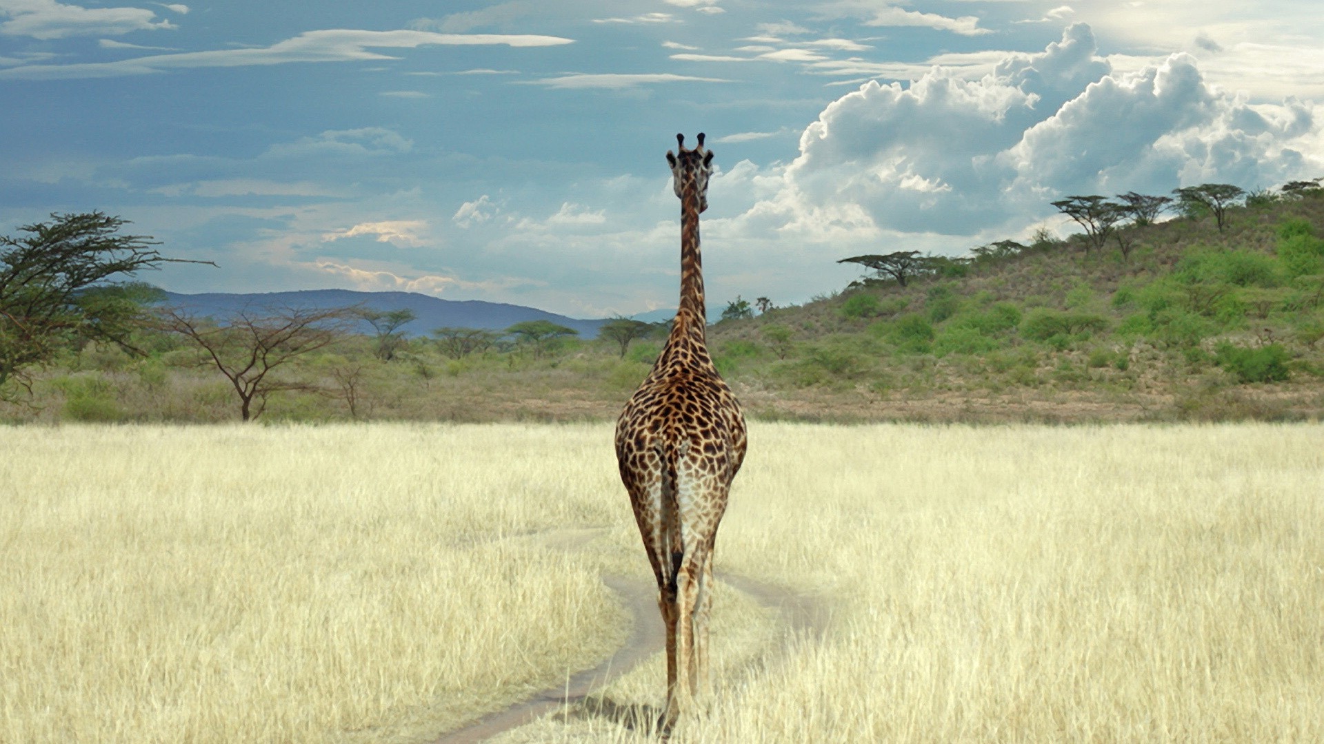 giraffes nature wildlife outdoors grass wild travel safari giraffe landscape mammal field