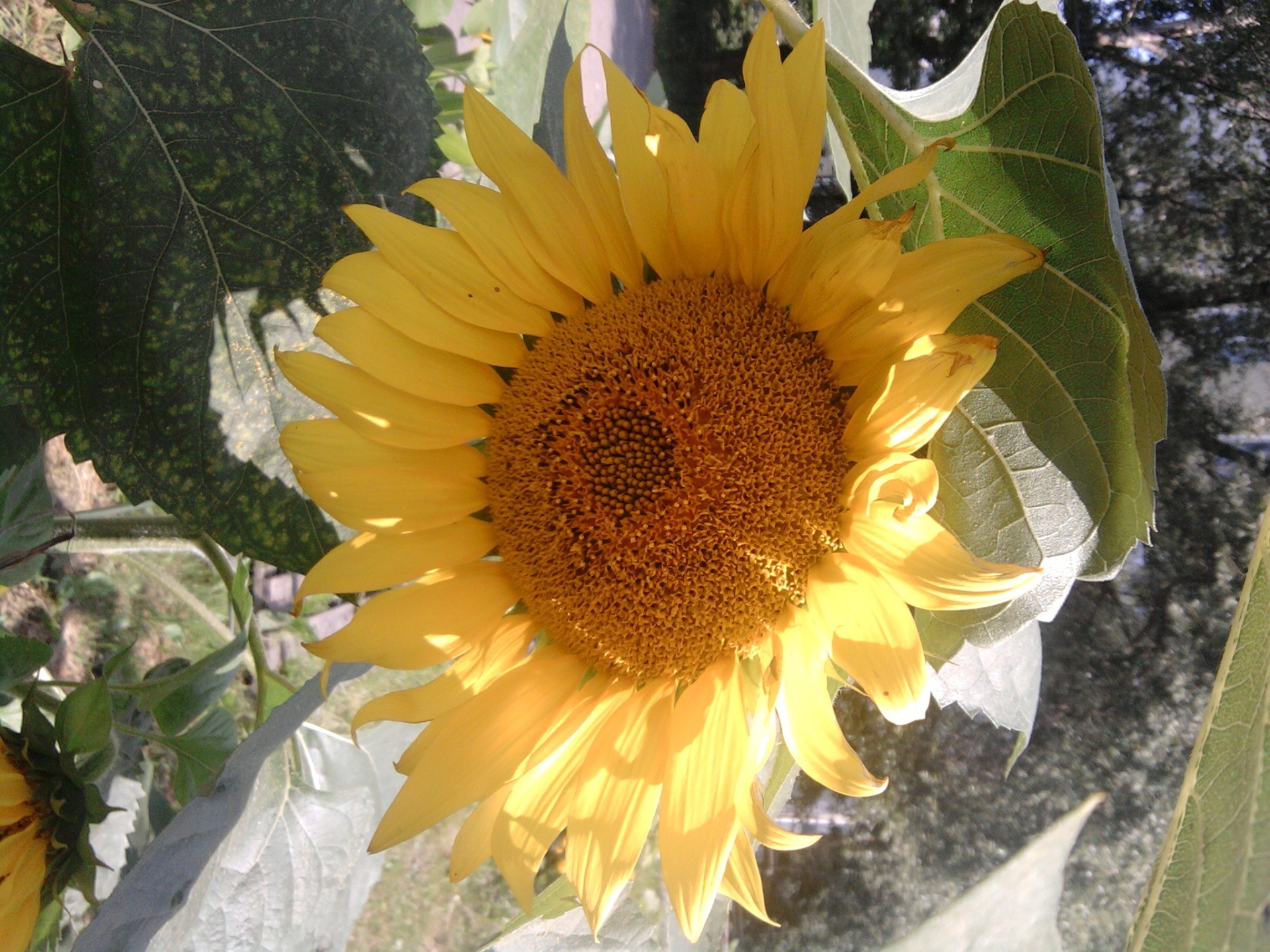 tournesols nature flore feuille été fleur jardin lumineux couleur belle soleil beau temps croissance gros plan floral saison pétale