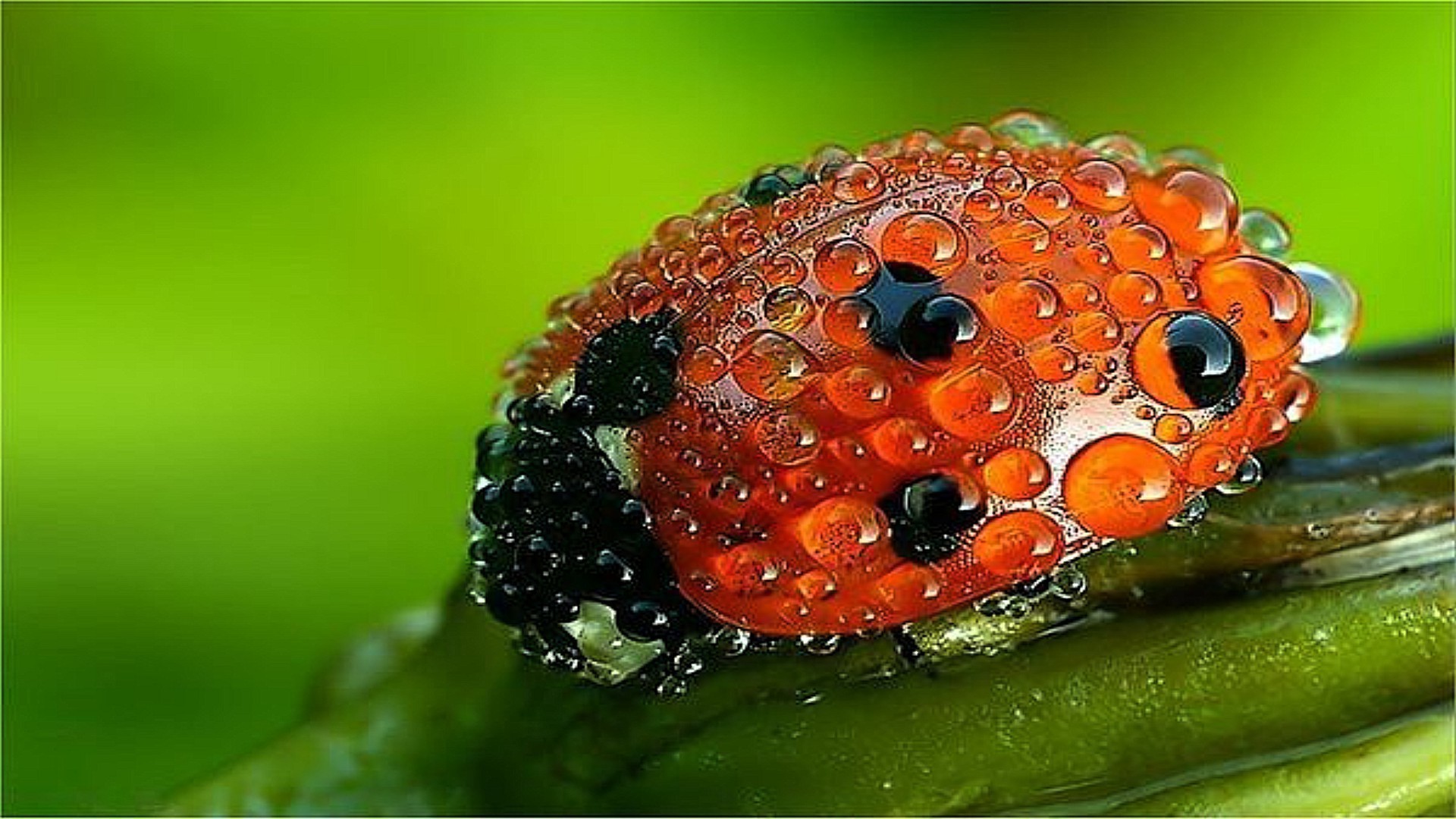 insetti primo piano natura desktop colore cibo foglia giardino vicino frutta flora luminoso