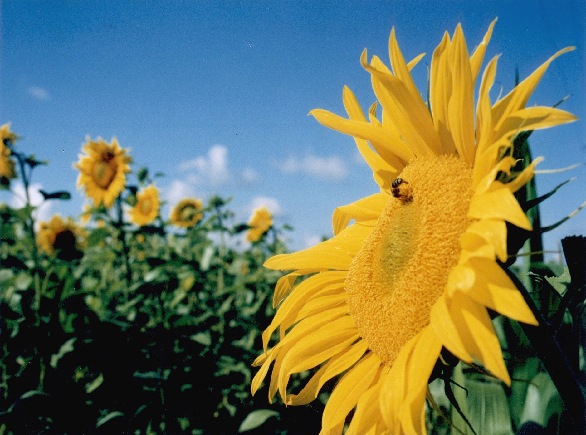 blumen natur sommer blume flora sonnenblume wachstum hell gutes wetter blatt im freien sonne garten feld ländliche farbe landwirtschaft heuhaufen hell sonnig