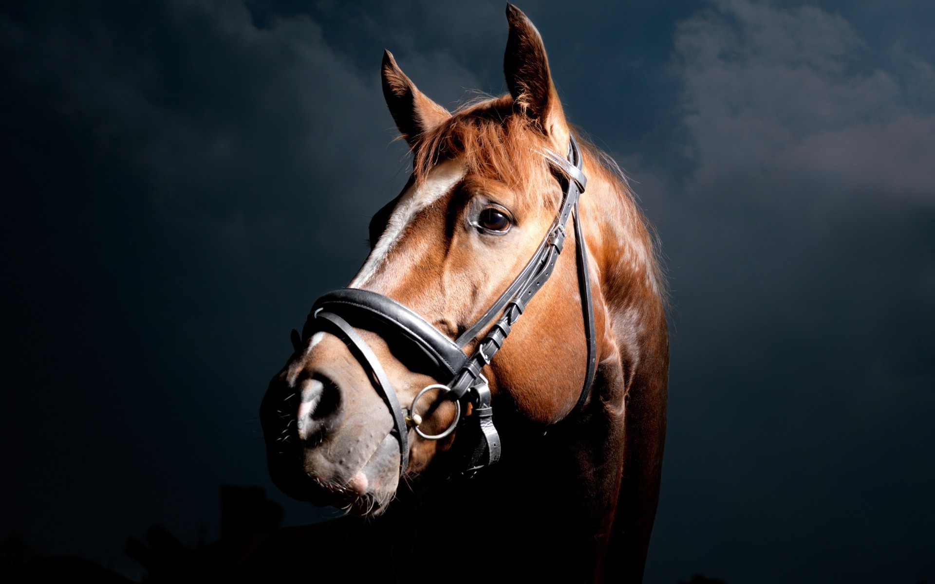 horses portrait mammal one cavalry animal