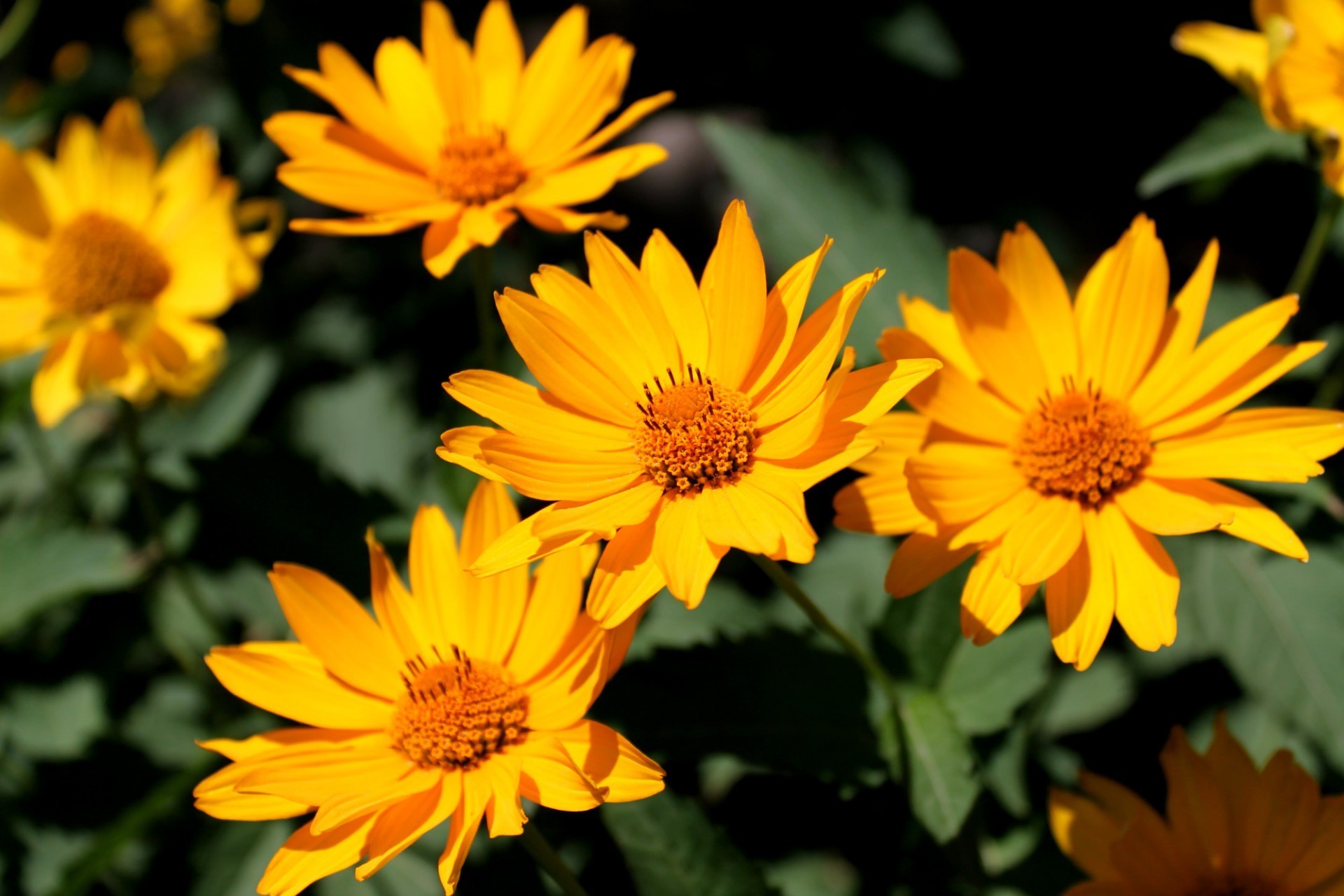 blumen natur blume sommer blatt wachstum flora garten hell blütenblatt blühen