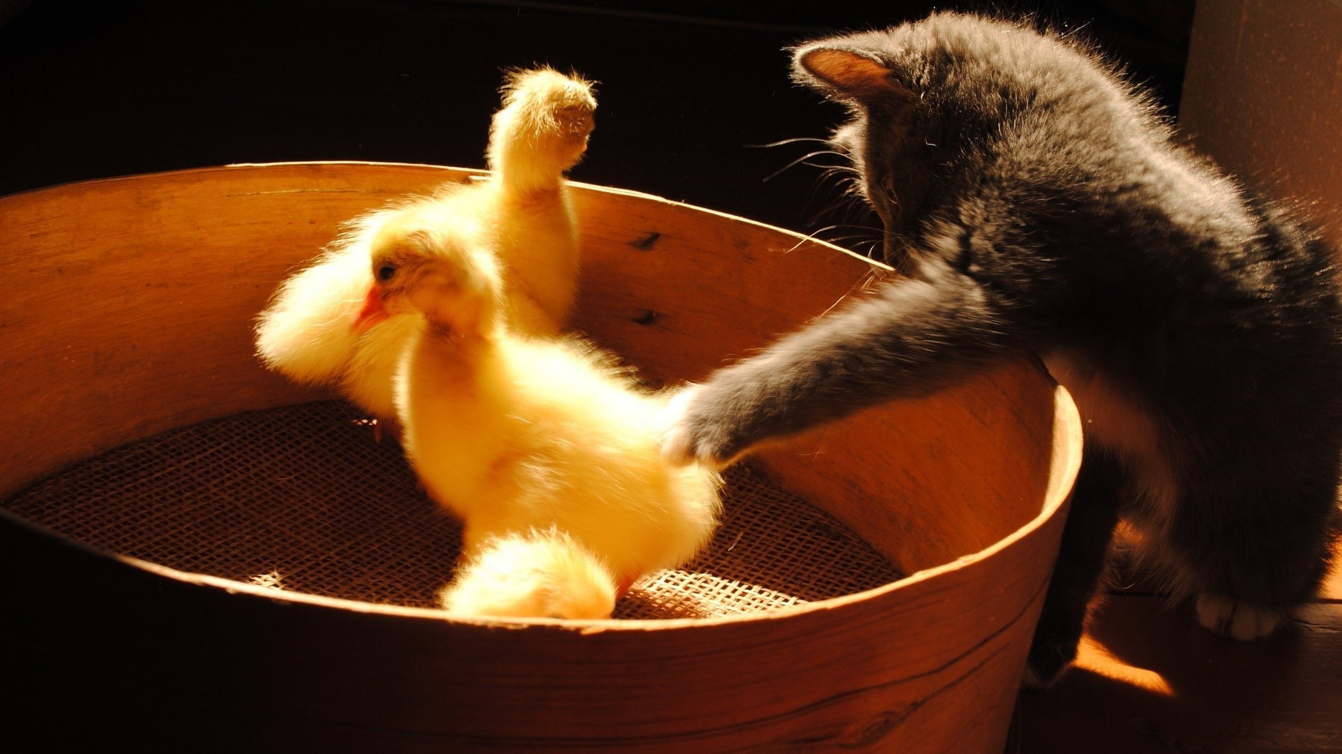 animales mamífero solo gato mascota comida bebé interior perro