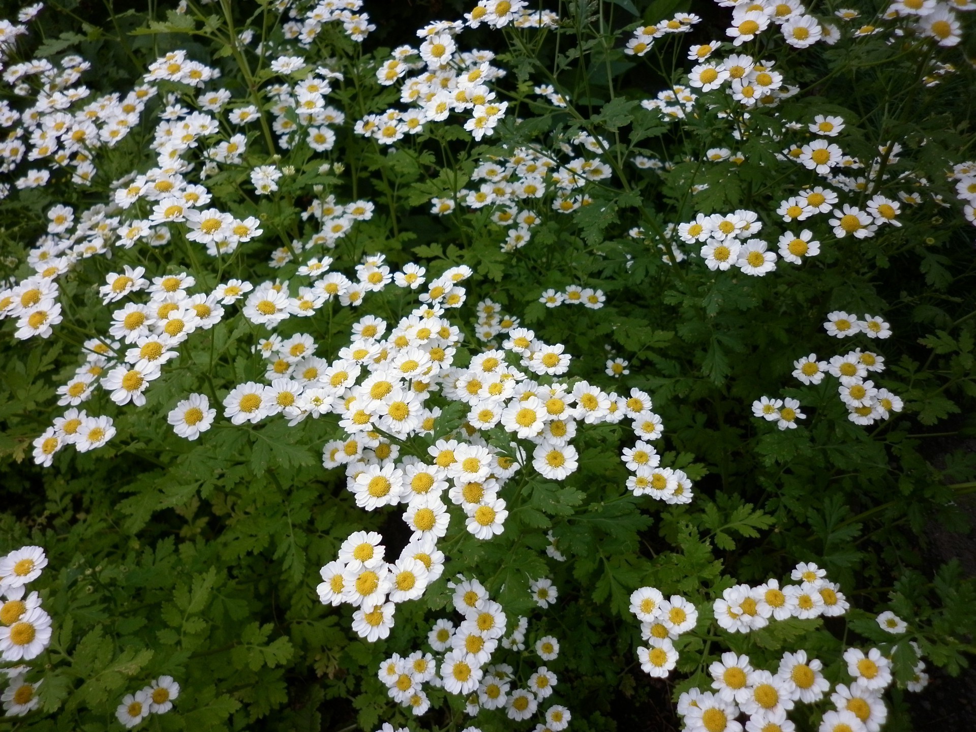 kwiaty kwiat natura flora lato ogród kwiatowy liść bluming płatek wzrost dzikie stokrotki pole sianokosy sezon łóżko trawa kolor jasny