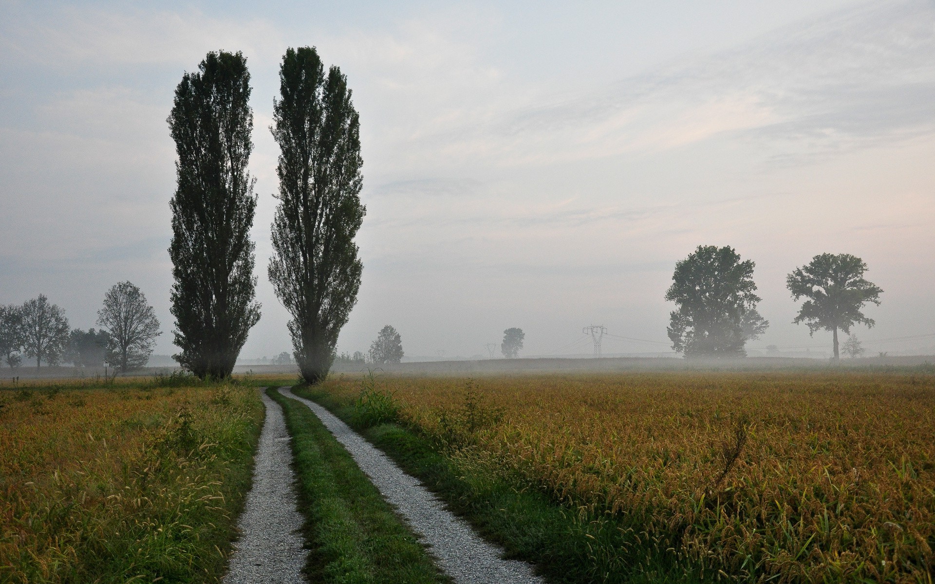 route paysage brouillard agriculture campagne arbre aube terres cultivées champ rural extérieur nature ferme herbe ciel brouillard lumière du jour automne coucher de soleil