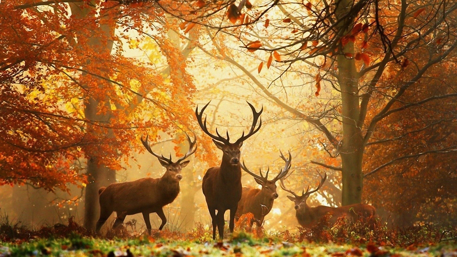 ciervos otoño madera hoja árbol al aire libre mamífero temporada naturaleza pantano parque