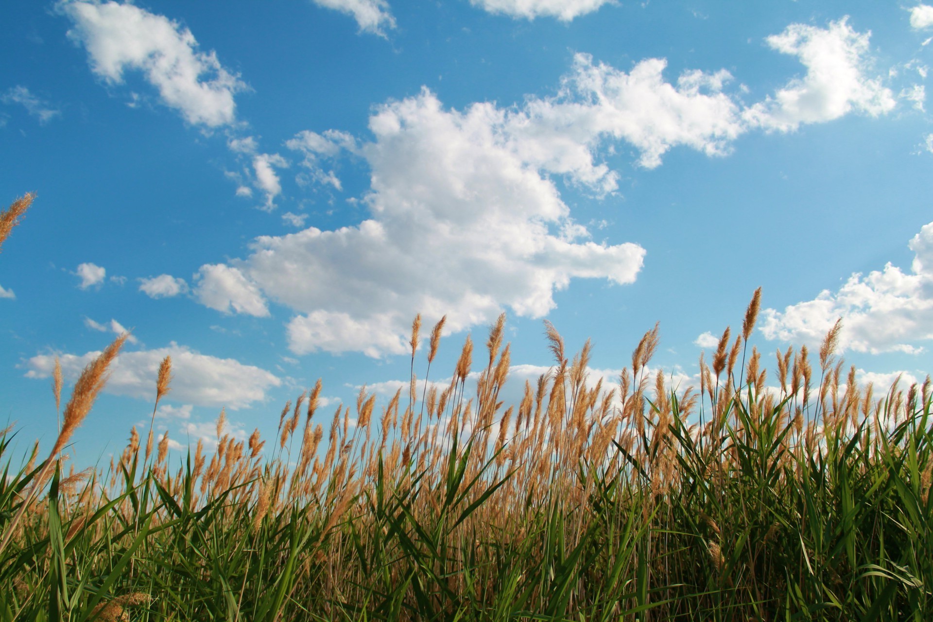 fields meadows and valleys field grass cereal wheat sky sun farm hayfield summer landscape nature pasture growth rural corn outdoors fair weather