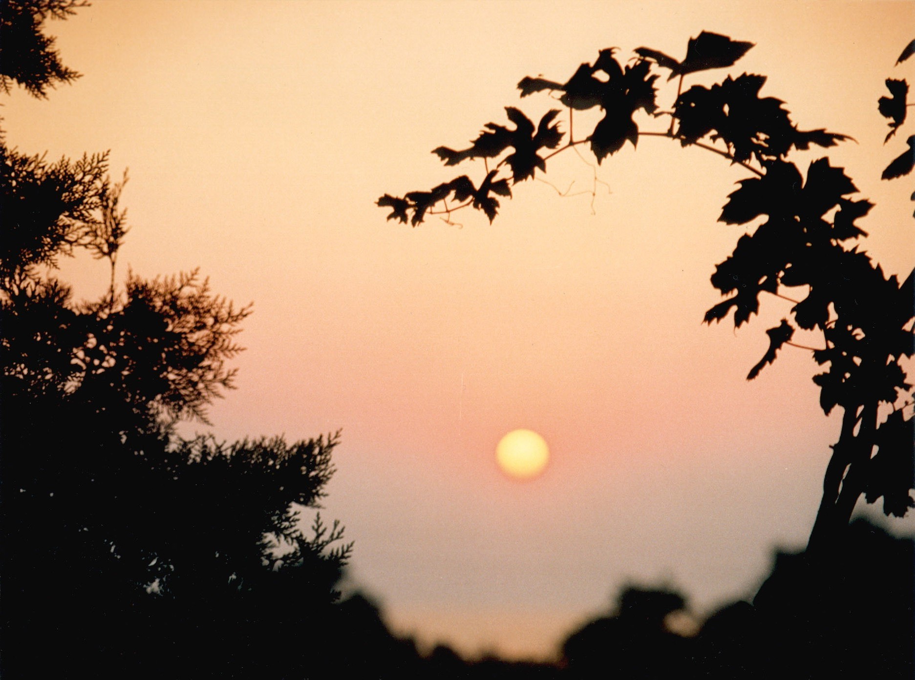 tramonto e alba silhouette tramonto albero sole alba illuminato cielo sera natura luce paesaggio luna crepuscolo all aperto inverno