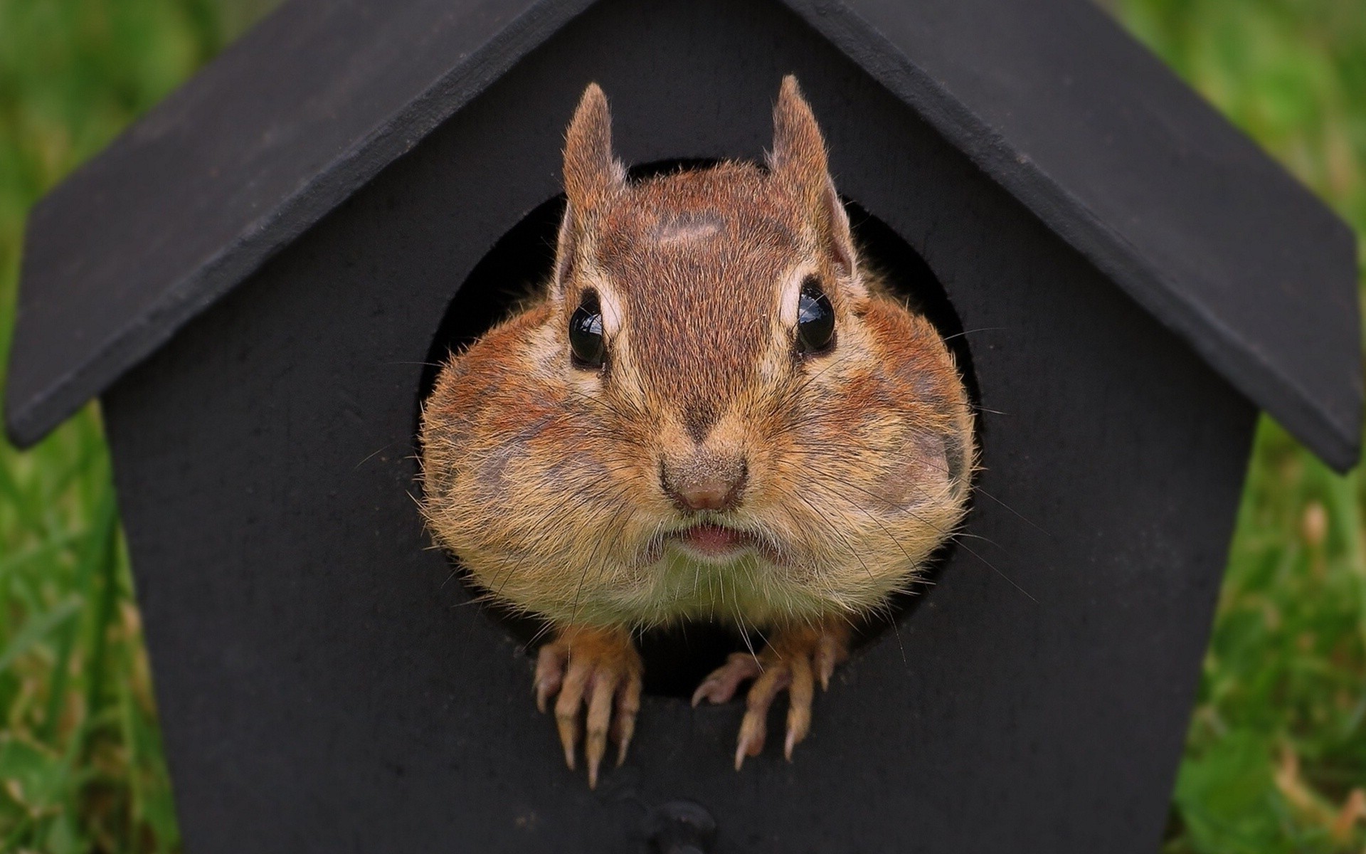 roditori roditore mammifero scoiattolo fauna selvatica natura animale sveglio piccolo cortile all aperto selvaggio scoiattolo