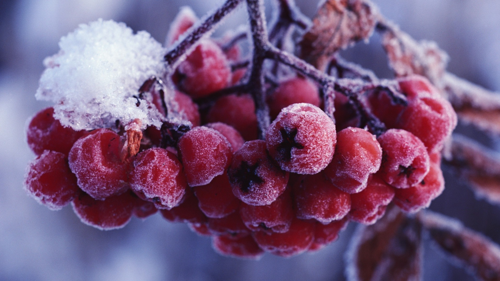 alberi frutta bacca cibo inverno gelo natura ghiaccio close-up dolce succosa pasticceria congelato lampone delizioso colore desktop stagione