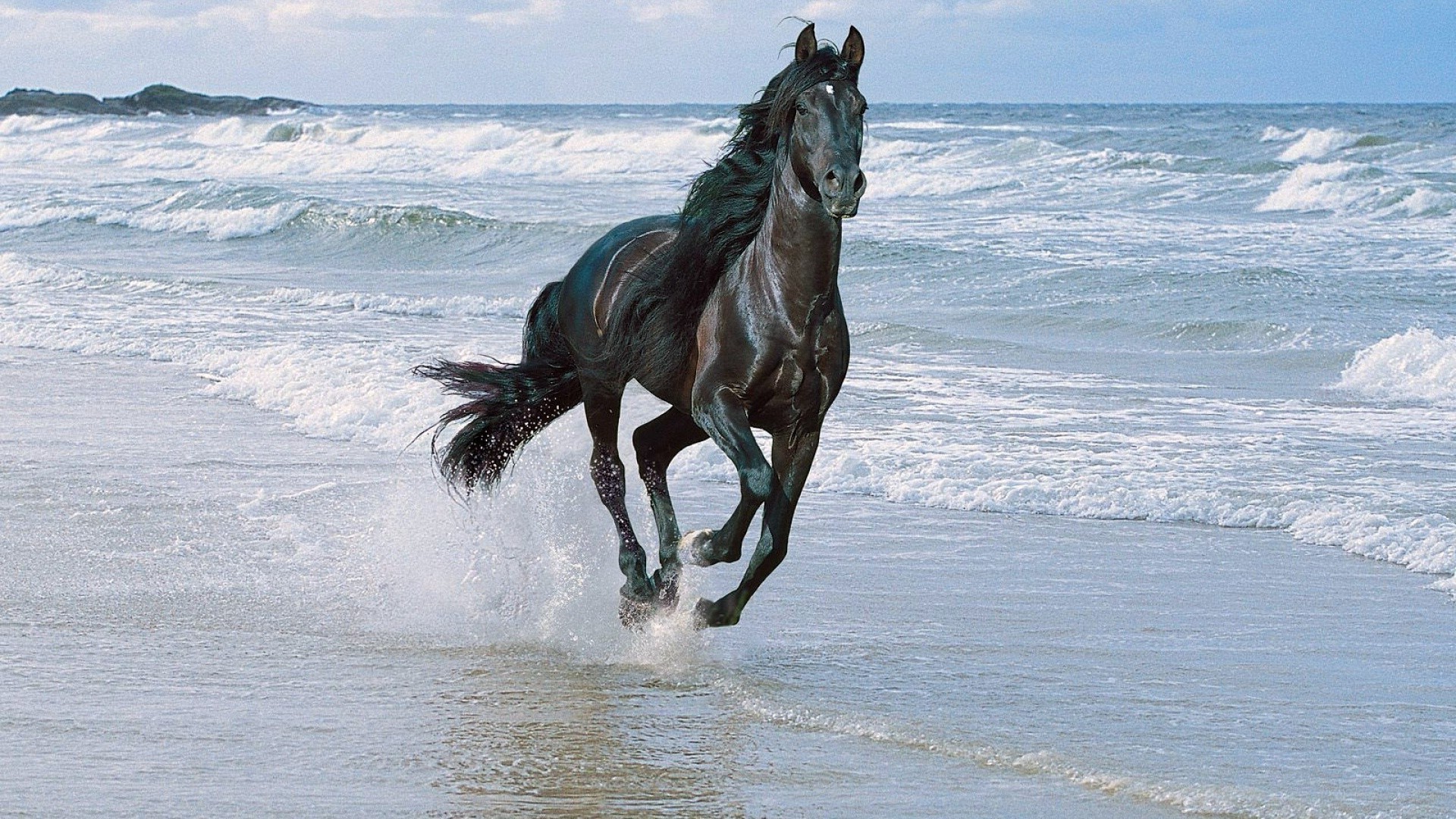Black horse running along the shore - Phone wallpapers