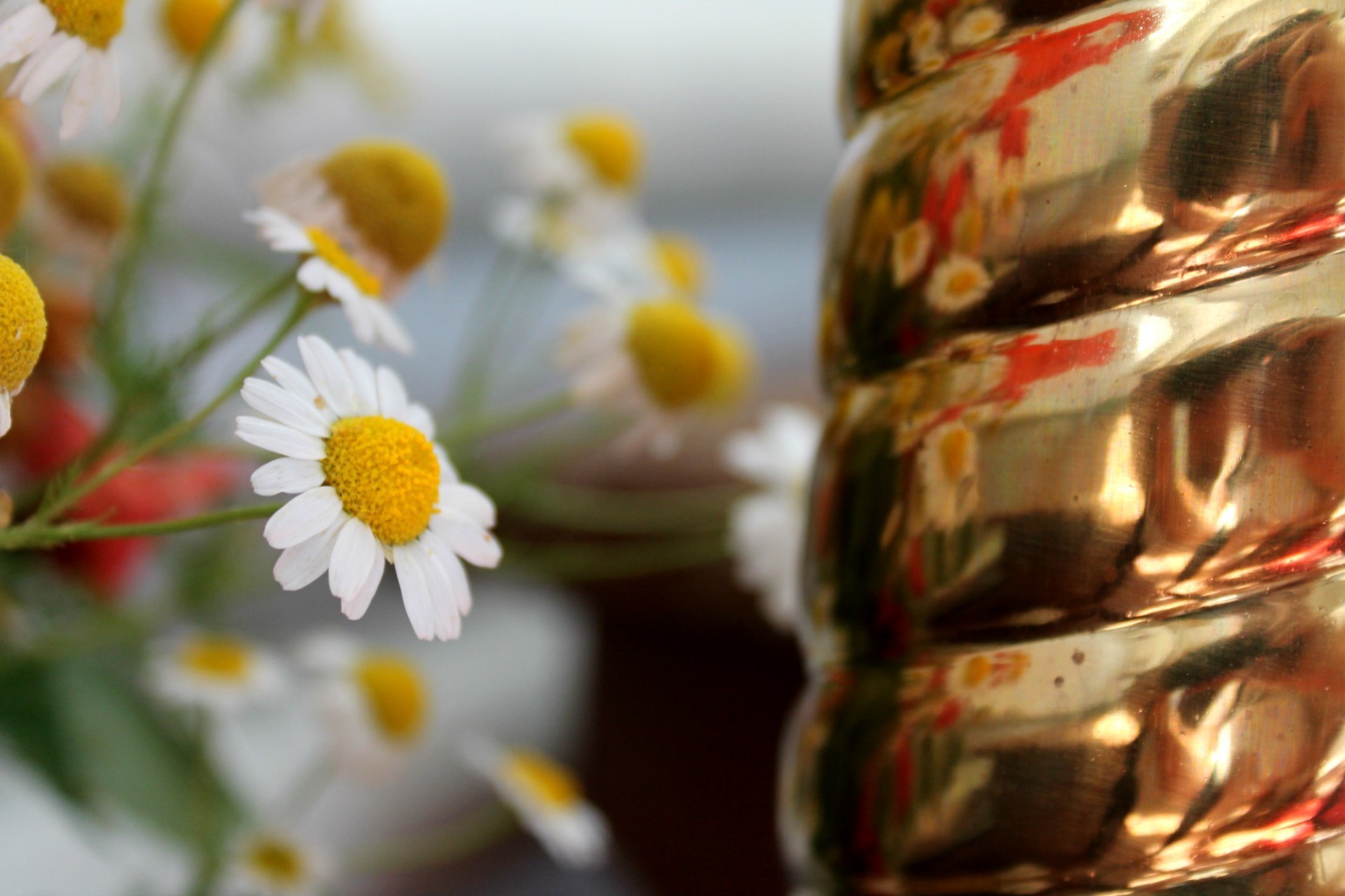 chamomile flower nature color decoration summer bright