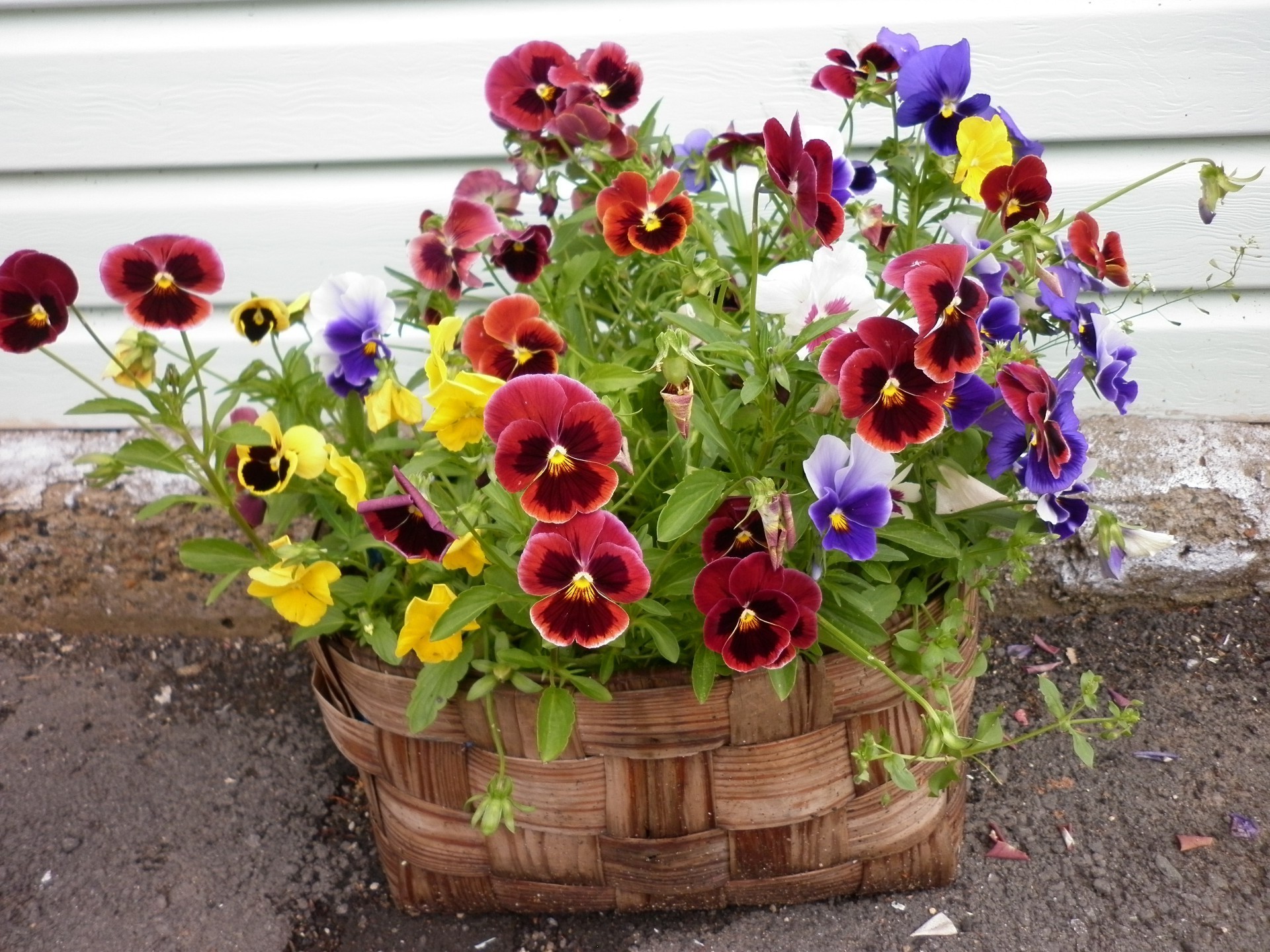 bouquet de fleurs fleur jardin flore nature pot été feuille bouquet floral couleur bluming pot décoration lumineux croissance vase saison panier arrangement