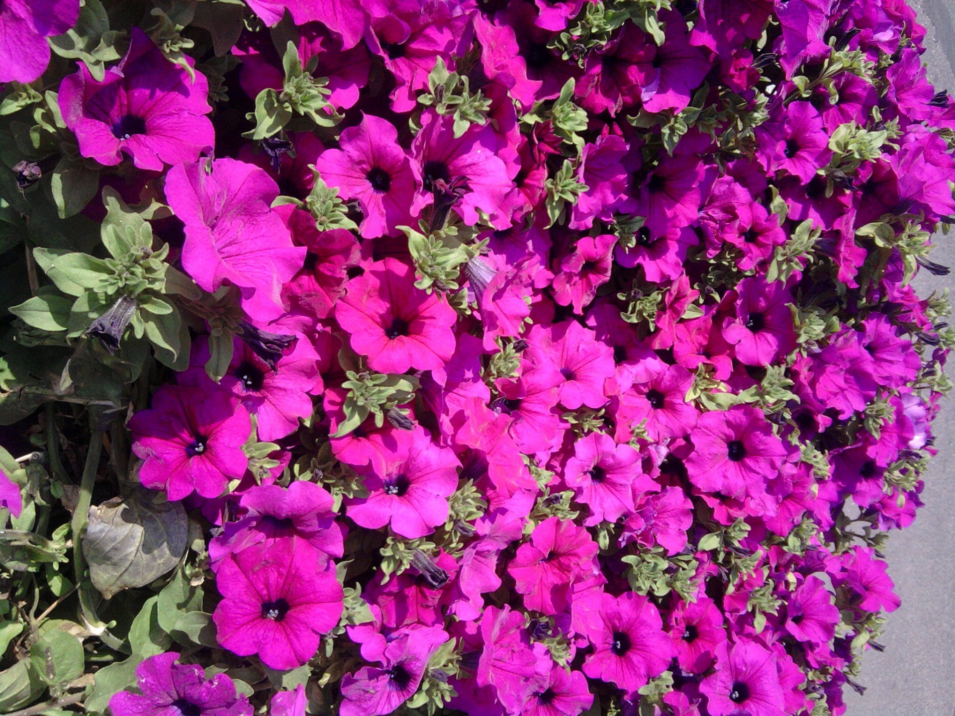 flowers flower flora garden floral summer nature leaf petal blooming color botanical decoration bright season violet growth close-up