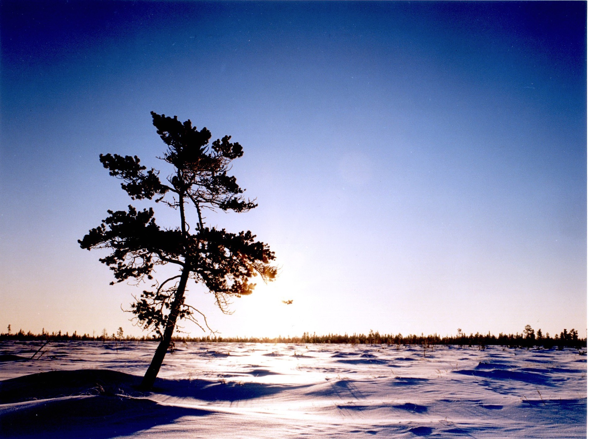 bäume sonnenuntergang baum dämmerung himmel natur sonne winter abend landschaft dämmerung wasser mond silhouette strand schnee see ein meer