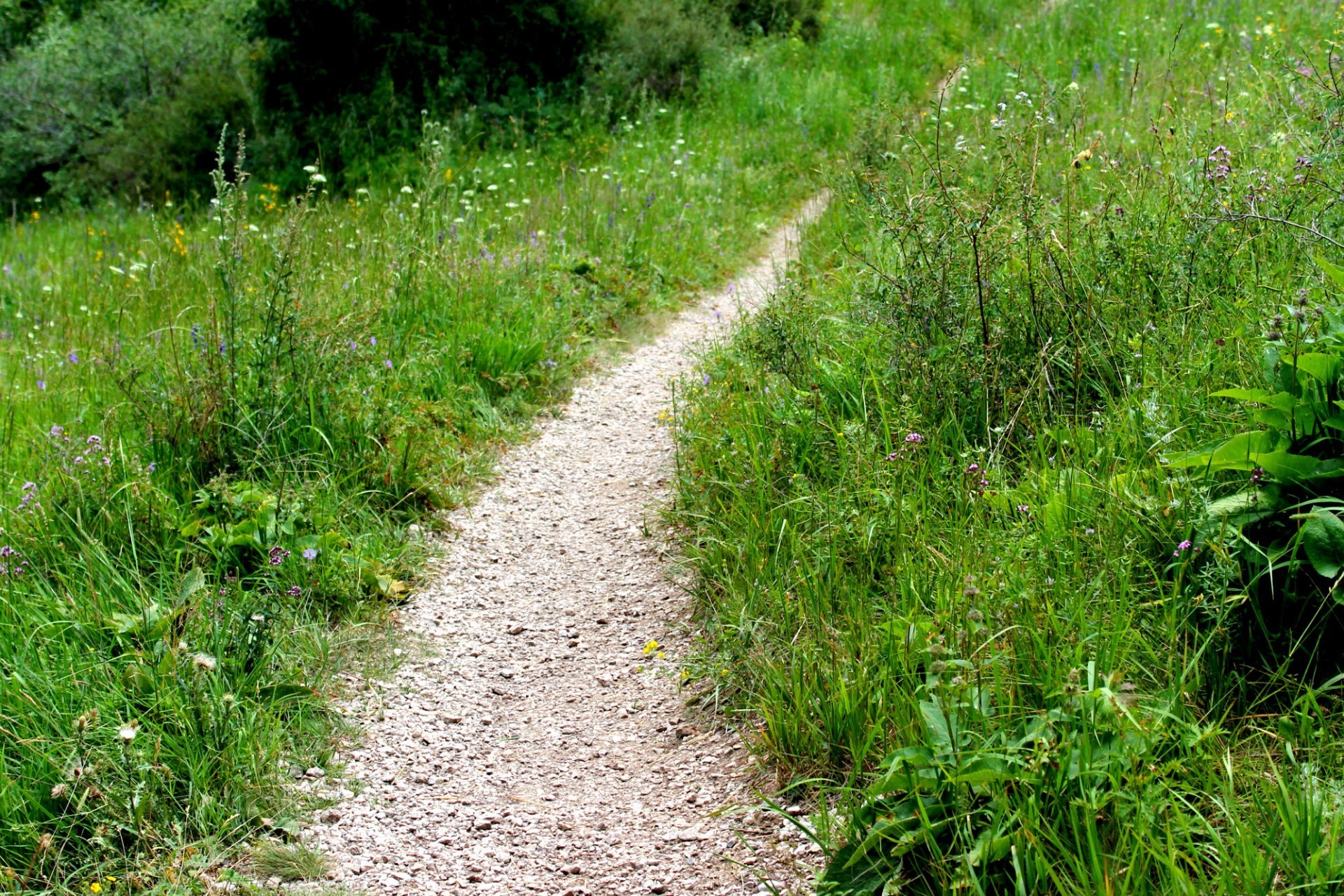 road grass nature flora summer landscape outdoors leaf environment growth soil hayfield field guidance season garden lawn flower wood park