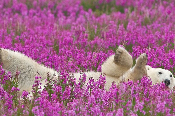 Ein Eisbär inmitten von Blumen in der Natur