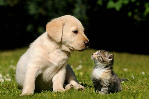 Divertido momento de comunicación de animales lindos