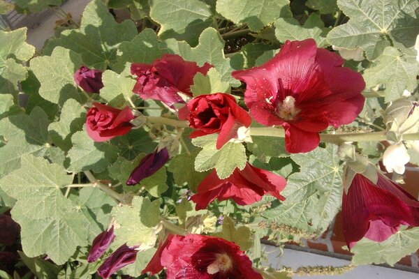 Naturaleza y flora. Flores en hojas