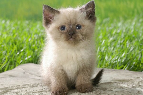 Cute kitten on a background with grass