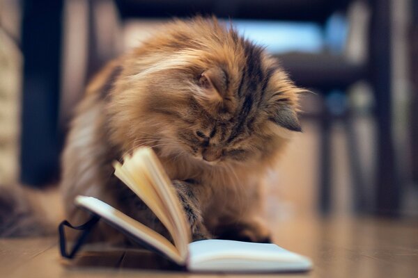 Fluffy cat enthusiastically reads a book