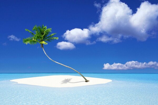 A lonely palm tree on a small island in the middle of the ocean