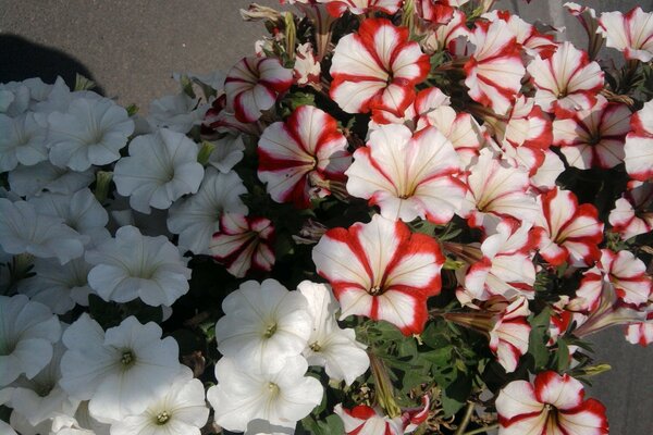 Nature and flora. Flower and lipestok