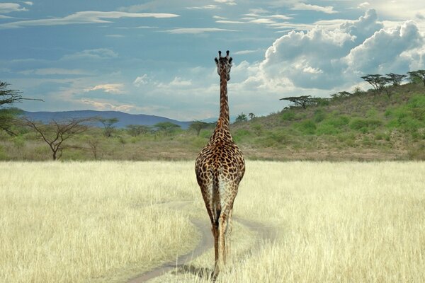 Jirafa en la naturaleza al aire libre