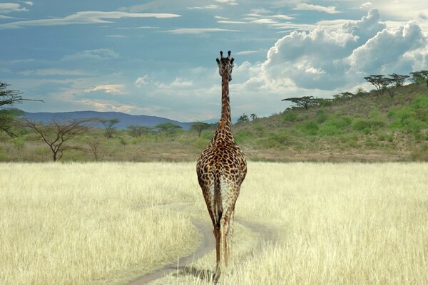 Girafe dans la nature à l extérieur