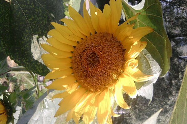 Hoja de girasol de veranoen la naturaleza