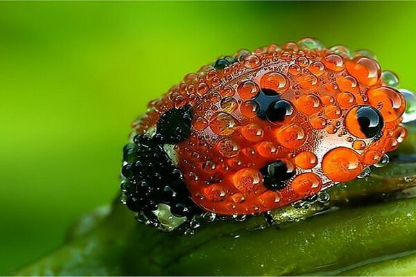 Ladybug in droplets on a blade of grass