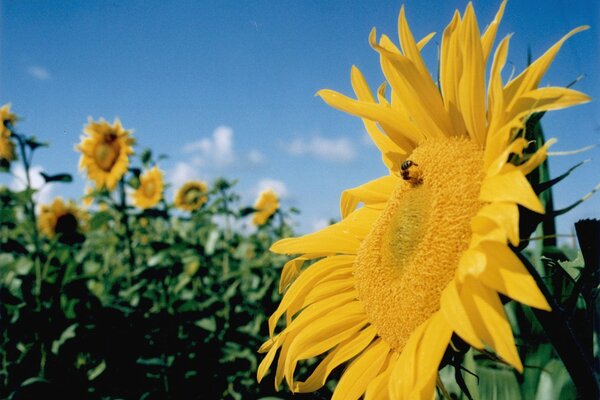 Gelbe Sonnenblumen im Sommer