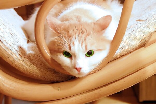 Retrato de um gato bonito com olhos Esmeraldas